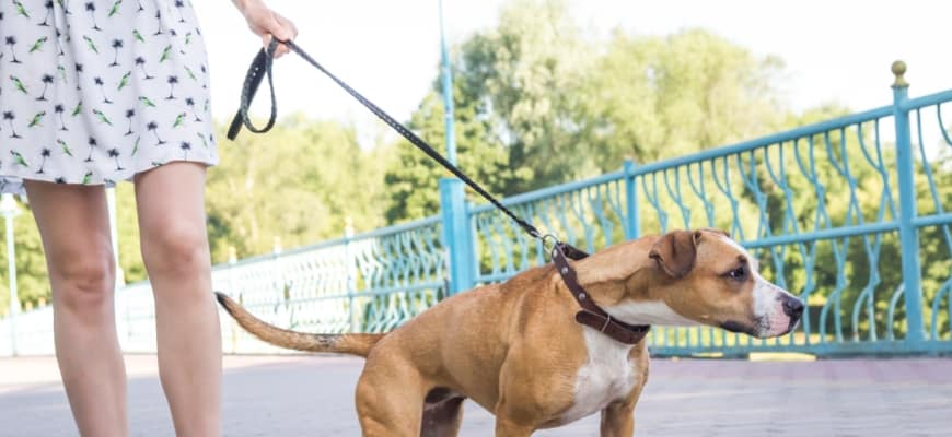 Dog Pulling on a Leash outdoor