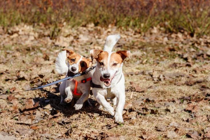 Dog biting leash trying to release his mate free