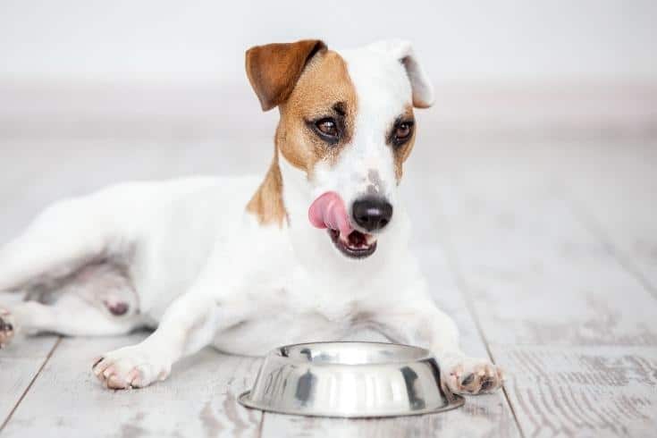 Dog drinking from a water bowl Canva