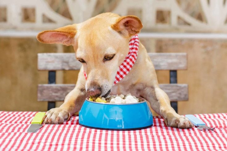 Dog eating a the table with food bowl e1611736338627