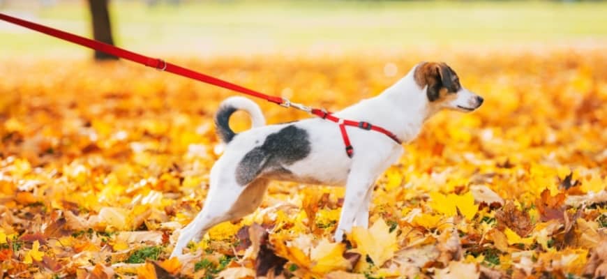 Different Types of Dog Leashes: How To Pick The Best Dog Training Leash?