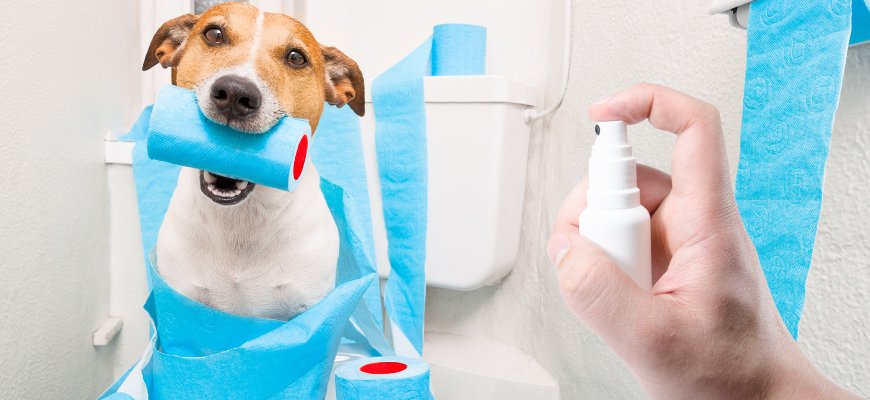 Dog on Toilet Seat