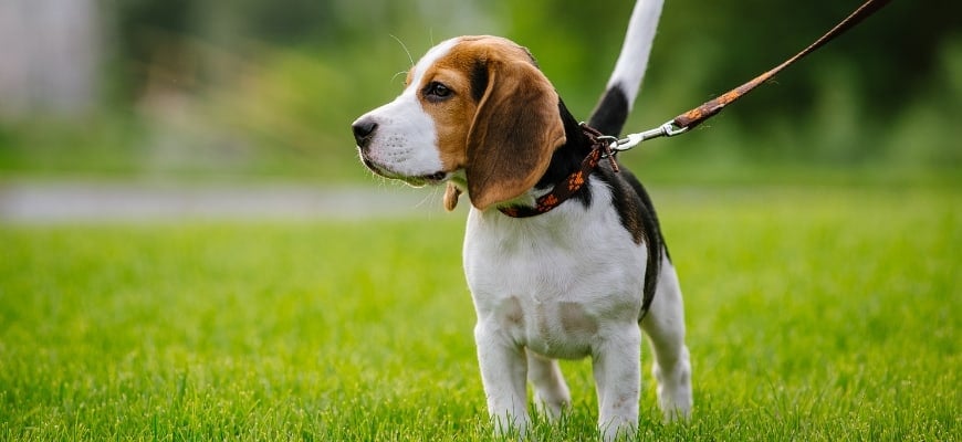 Dog on green meadow. Beagle puppy walking