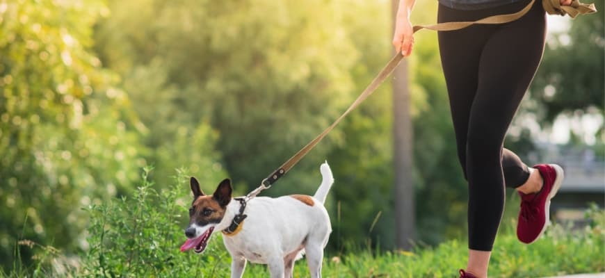 Train Your Dog To Poop On A Leash