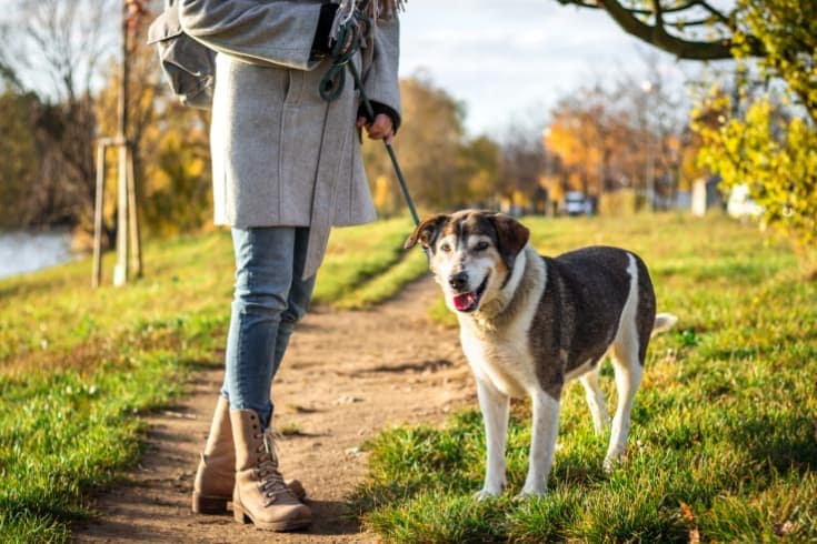 Dog walk holding a leash