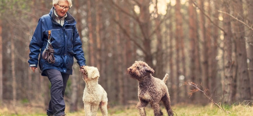 Dog walk in the forest