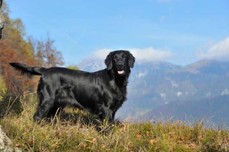 Flat coated retriever