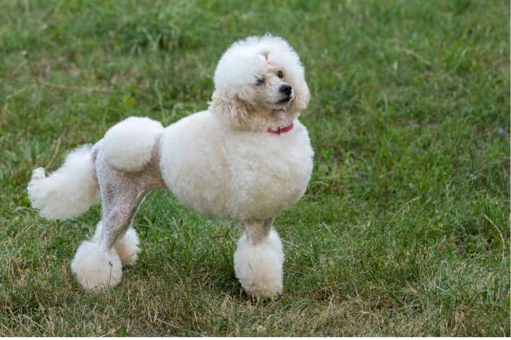 Fluffy Butt white poodle
