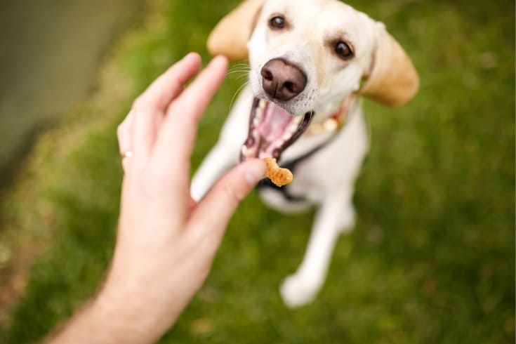 Giving treat to dog