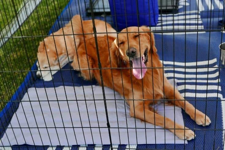 Golden Retriever in crate waiting for Adoption