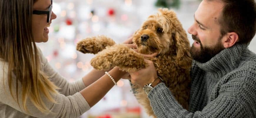 Happy couple with labradoodle