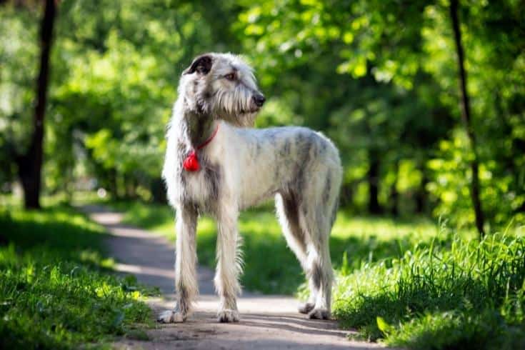 Irish Wolfhound portrait