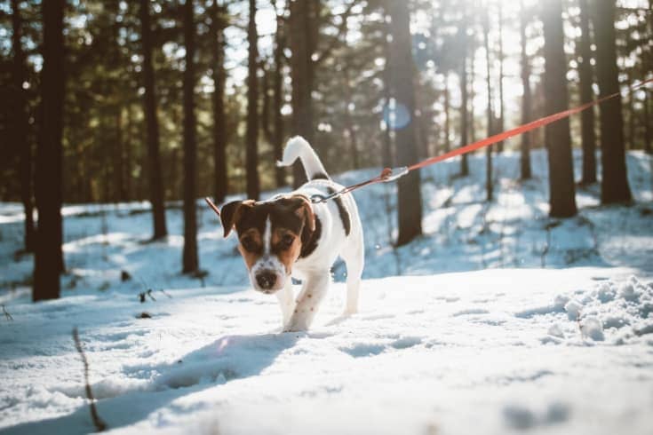 Jack Russell Terrier puppy in winter