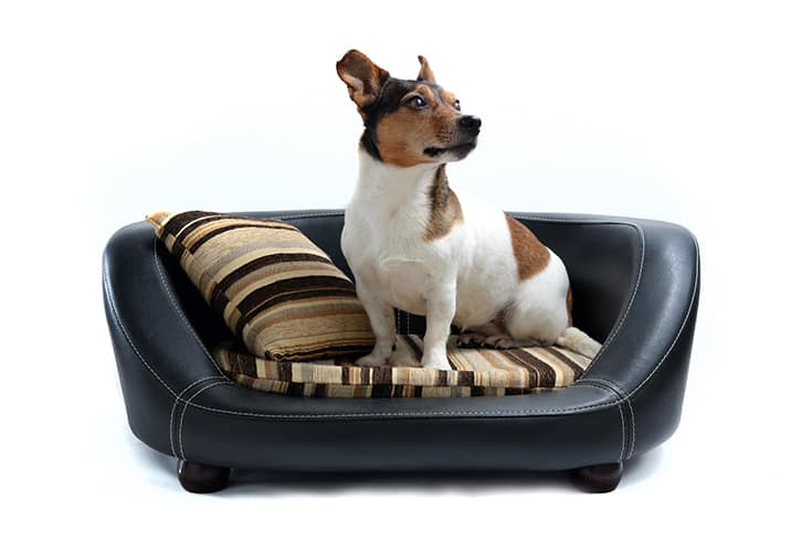 Jack Russell Terrier sitting on Luxury Dog Bed