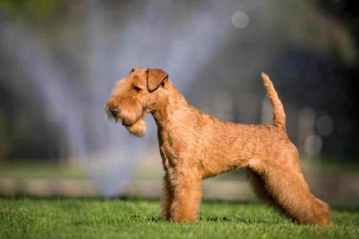 Lakeland Terrier in a blurry background