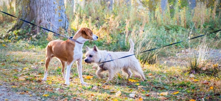 Long Leashed dogs meet