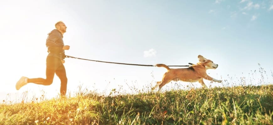 Man runs with his beagle dog