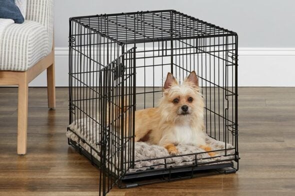 Top Potty Training Aids & Supplies For Dogs