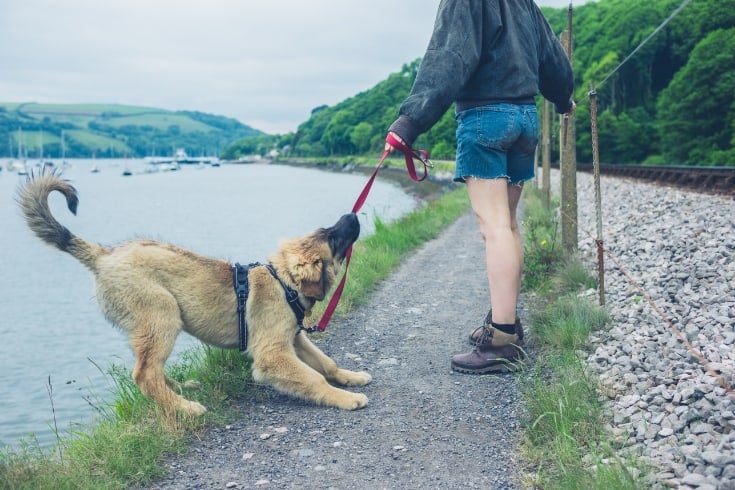 Naughty Dog Pulling on His Leash