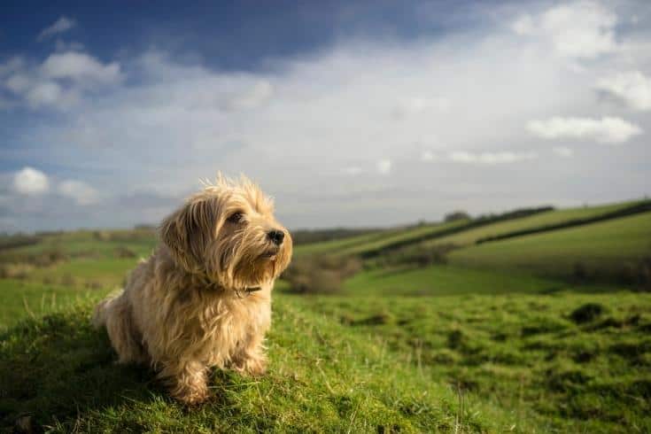 Norfolk Terrier