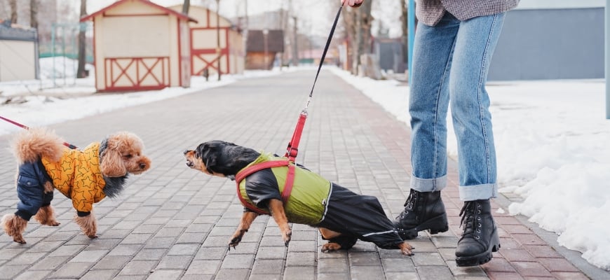 Owners Separating Aggressive Dogs from Each Other