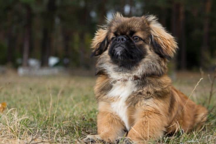 Pekingese