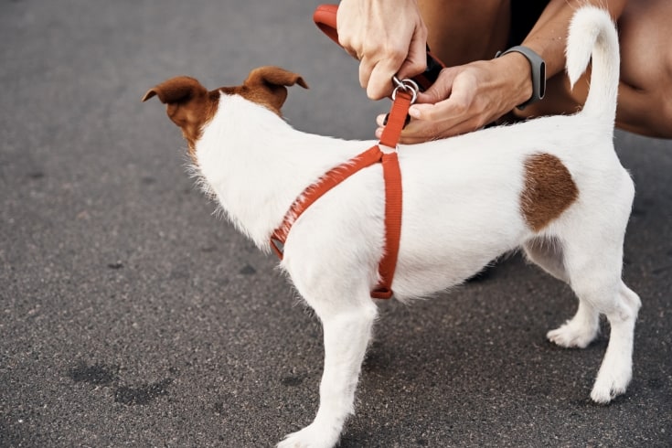 Person Attaching a Leash to a Dogs Harness