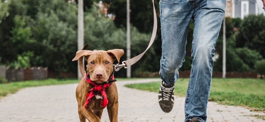 Person walking do at the park