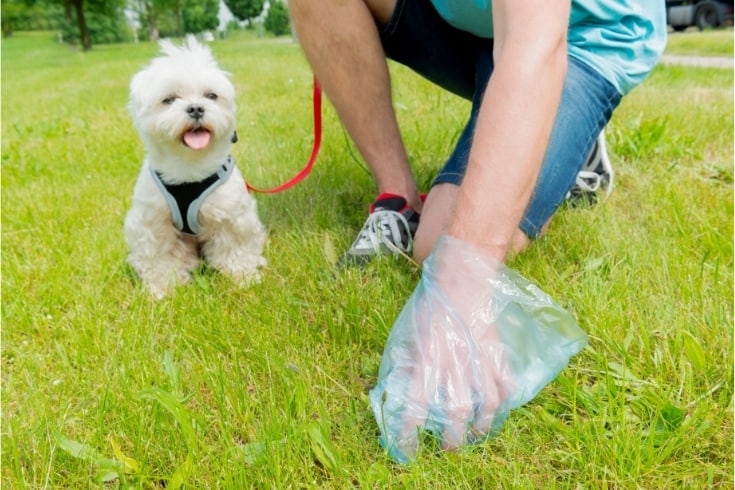 Train Your Dog To Poop On A Leash