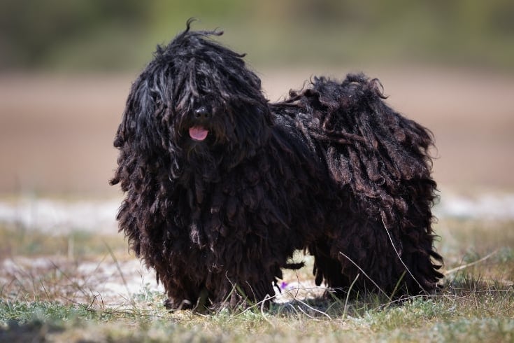 Puli dog outdoors in nature