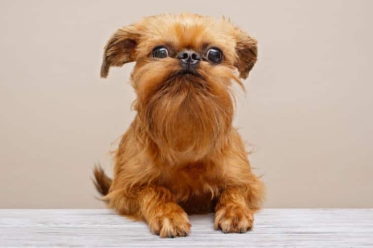 Puppy Brussels Griffon