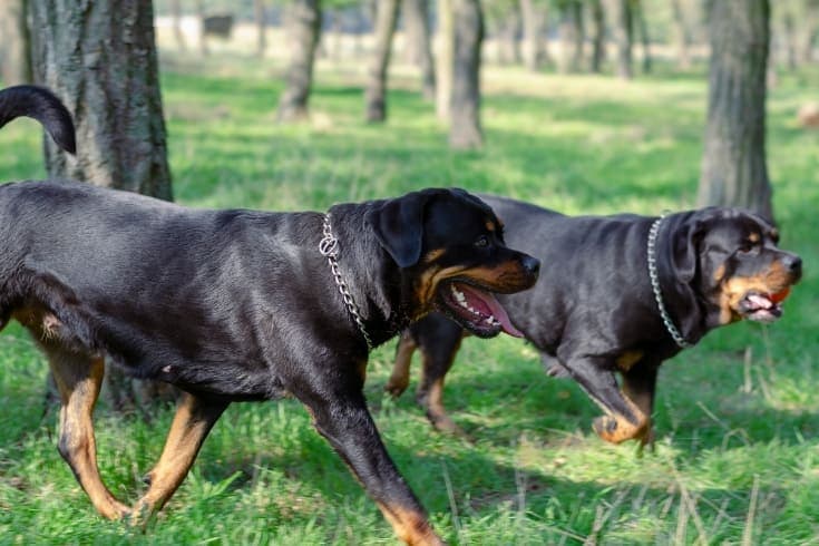 Rottweiler dogs run on green grass in park