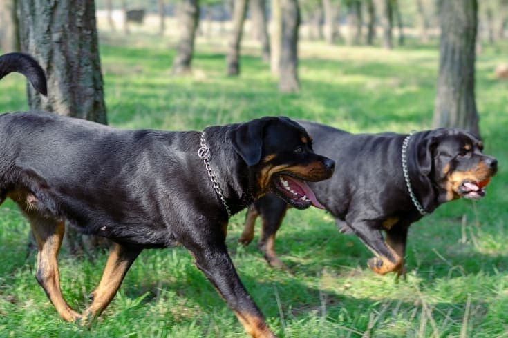 Best off shop leash dog breeds