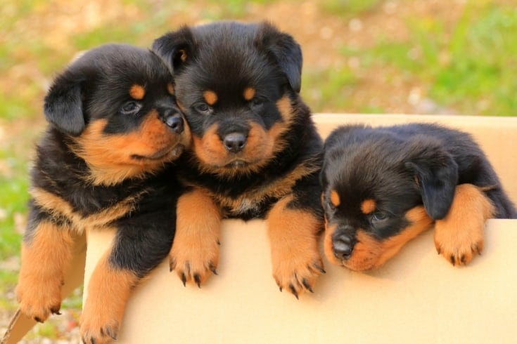 Rottweiler puppies of Royal Musketeers