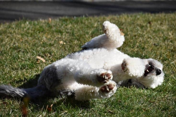Sheepadoodle puppy playing on grass