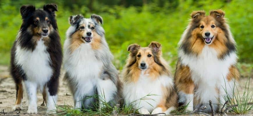 Shetland Sheepdog