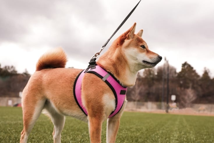 Shiba Inu dog in a bright pink harness