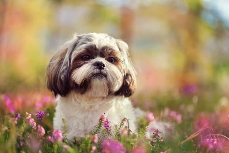 Shih Tzu Puppy Cut