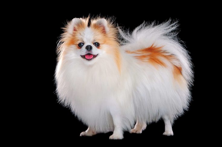 Side view full length picture of long haired pomeranian scaled e1643808695191