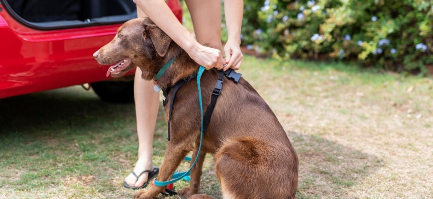 Teenage Girl Putting a Harness on Her Dog