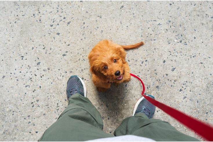 Training a Goldendoodle puppy dog