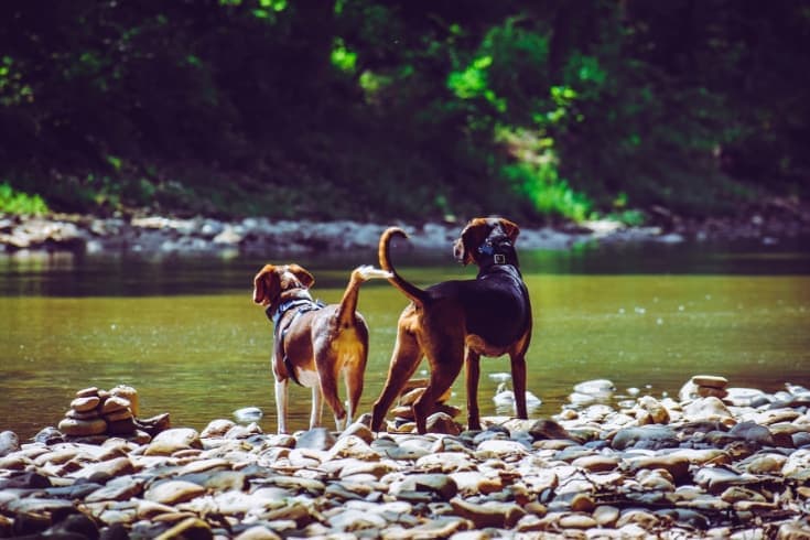 Two Adult Harrier Dogs Standing Beside River 1