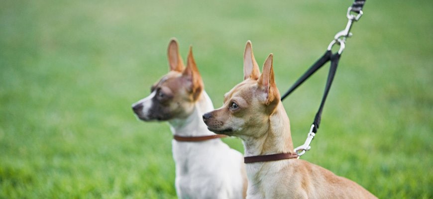 Two Chihuahuas on leash