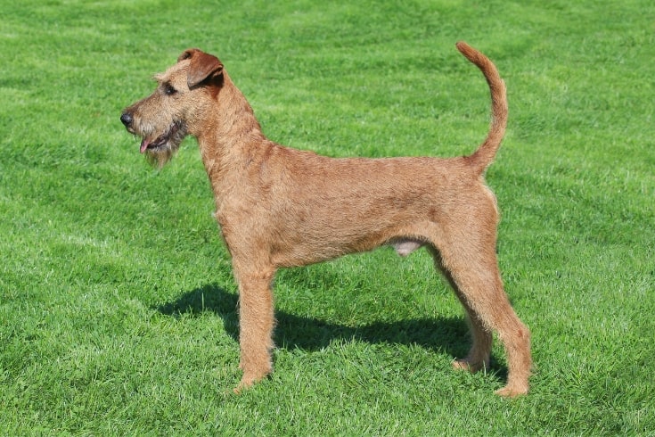 Best dog best sale breeds off leash