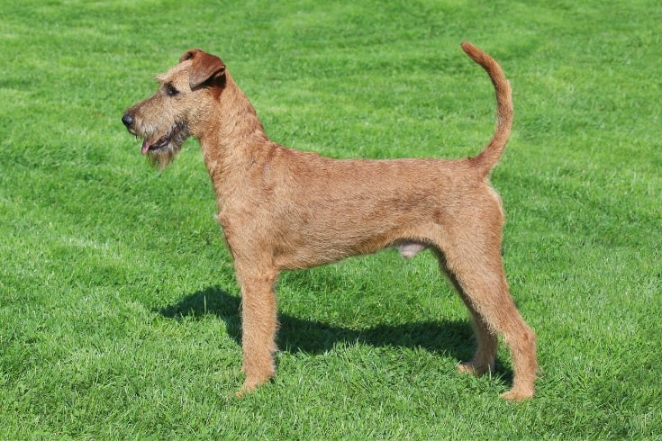 Typical Irish Terrier in the garden