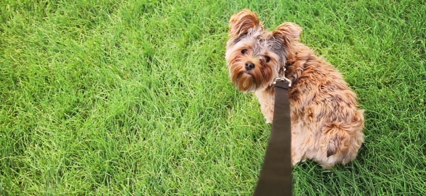 Unhappy dog on a leash