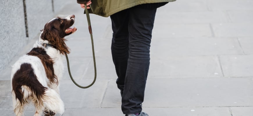 Unrecognizable owner walking with dog on street