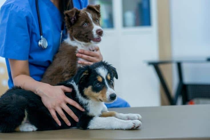 Vet With Two Cute Puppies