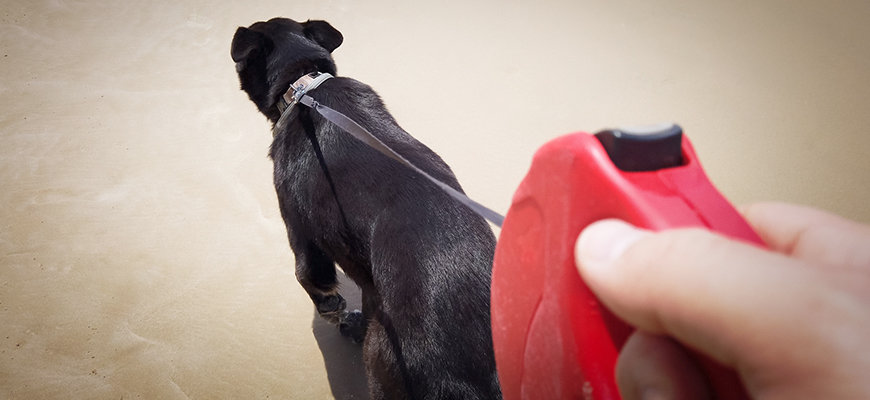 Walking A Dog On The Beach Using Retractable Leash 1