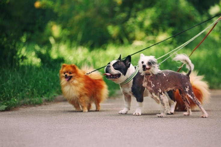 Walking Dogs with leashes in Park